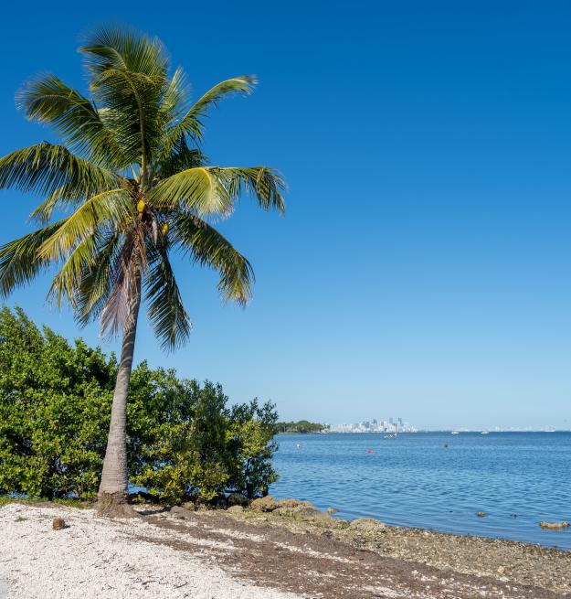 Palm Tree